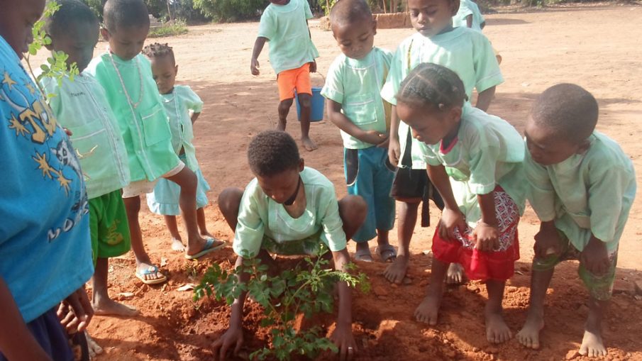 Moringa Seedling in the schoolyard in Madagscar