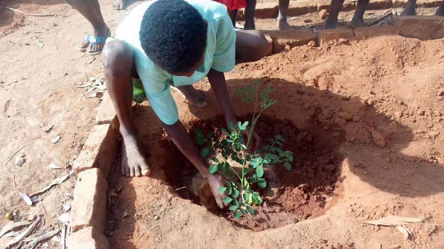 Planting a moringa seedling in a village schoolyard in Madagascar