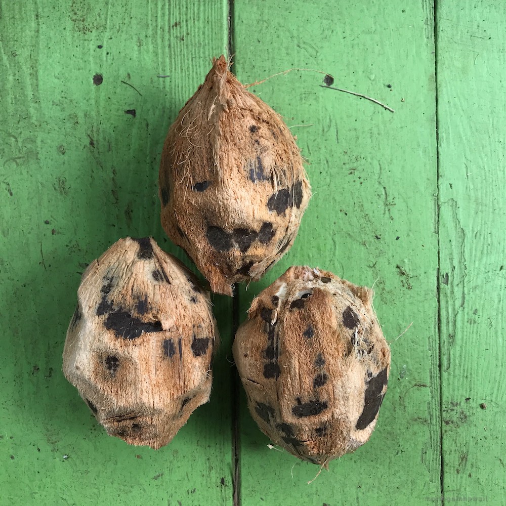Husked coconuts in Hawaii
