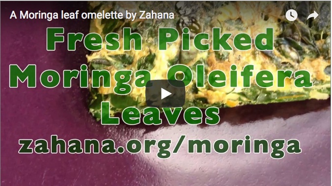 YouTube video about making a moringa oleifera omlette