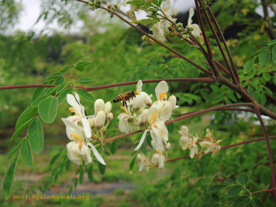 flowers of the moringa oleifra tea with a bee flying