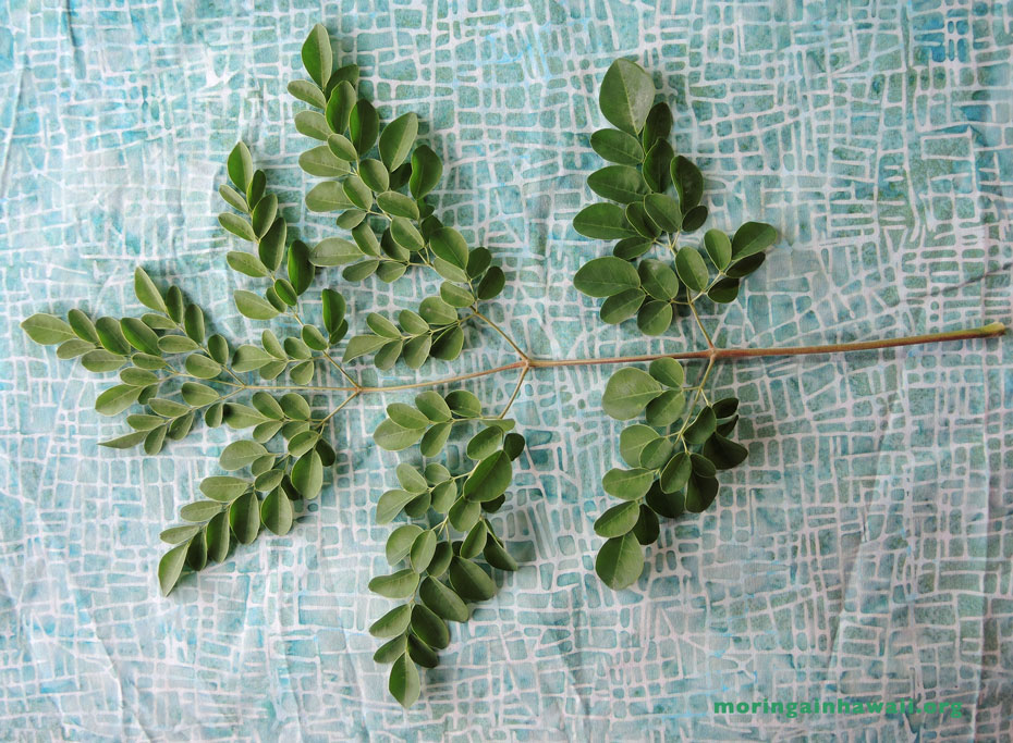 Fresh Moringa oleifera leaf