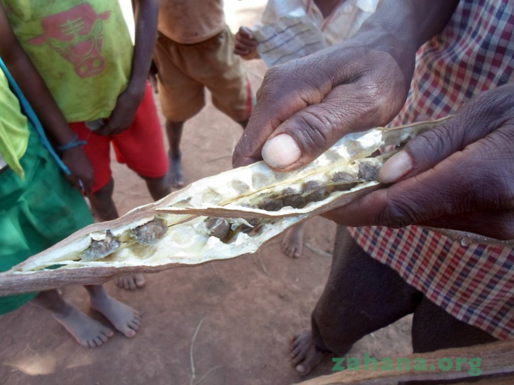 Moringa oleifera seeds harvested in the village in Madagascar