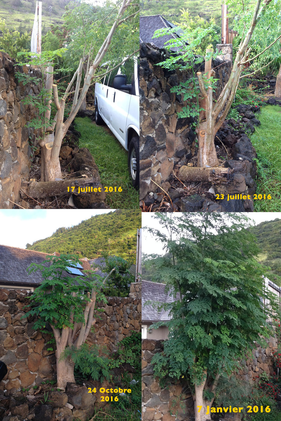 4 pictures in one of stages of regrowth of a Moringa tree within six month