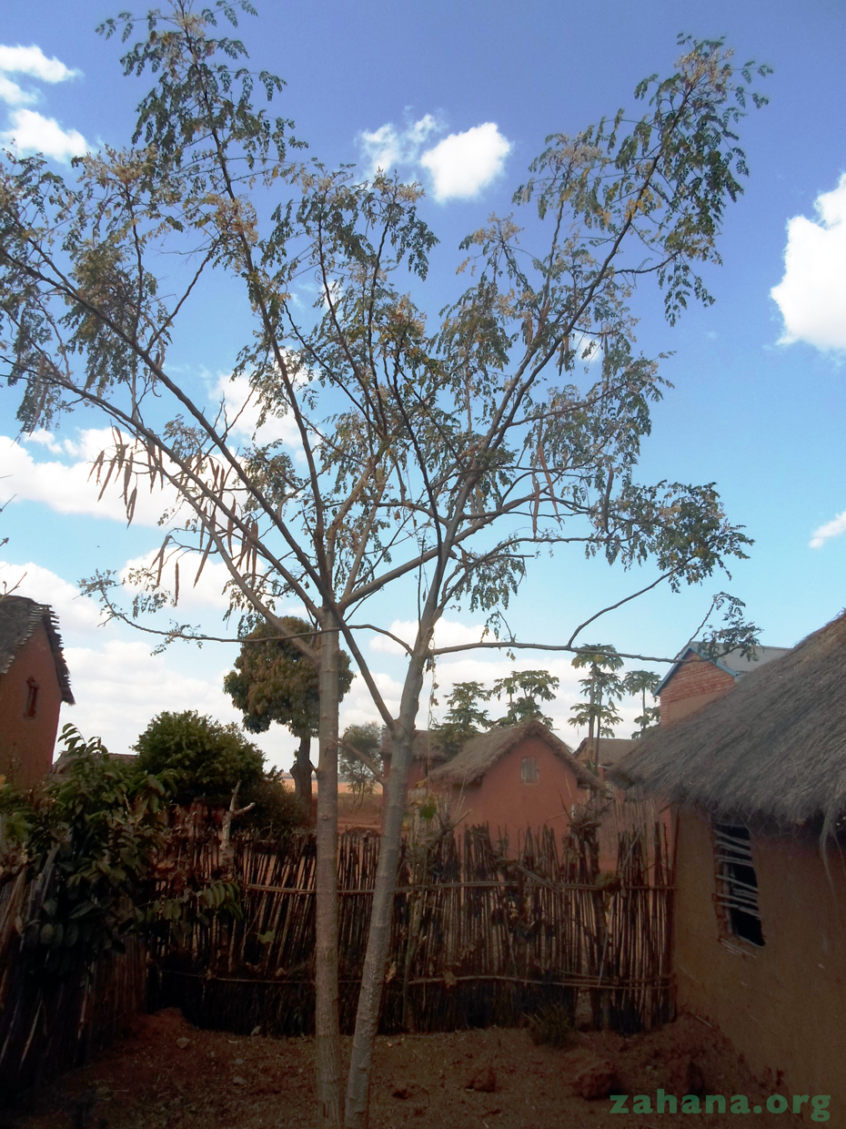 Moringa oleifera tree in Madagascar