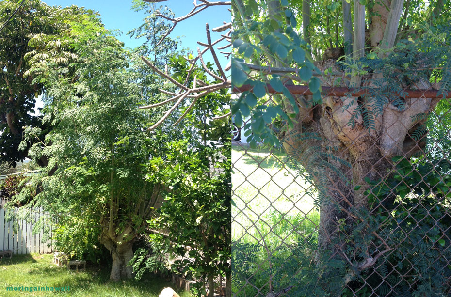 two pictures of the same moringa tree on the North Shore of Oahu